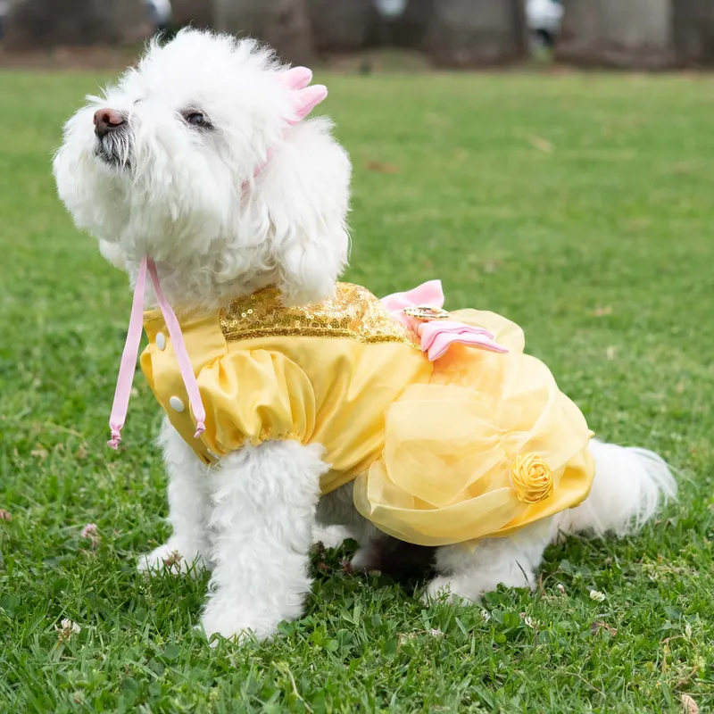 Princess belle dog costume best sale