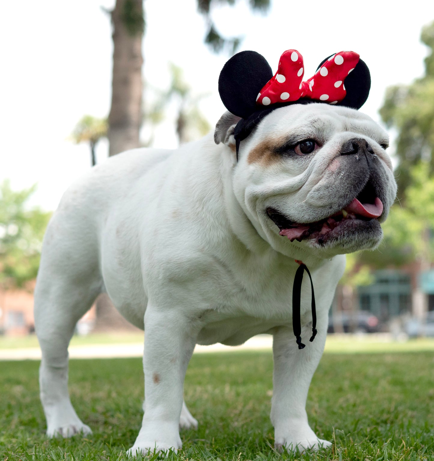 A Leading Role x Disney Minnie Mouse Pet Head Accessory