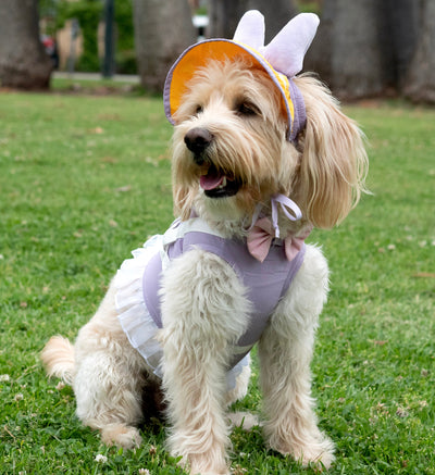Pets collection image