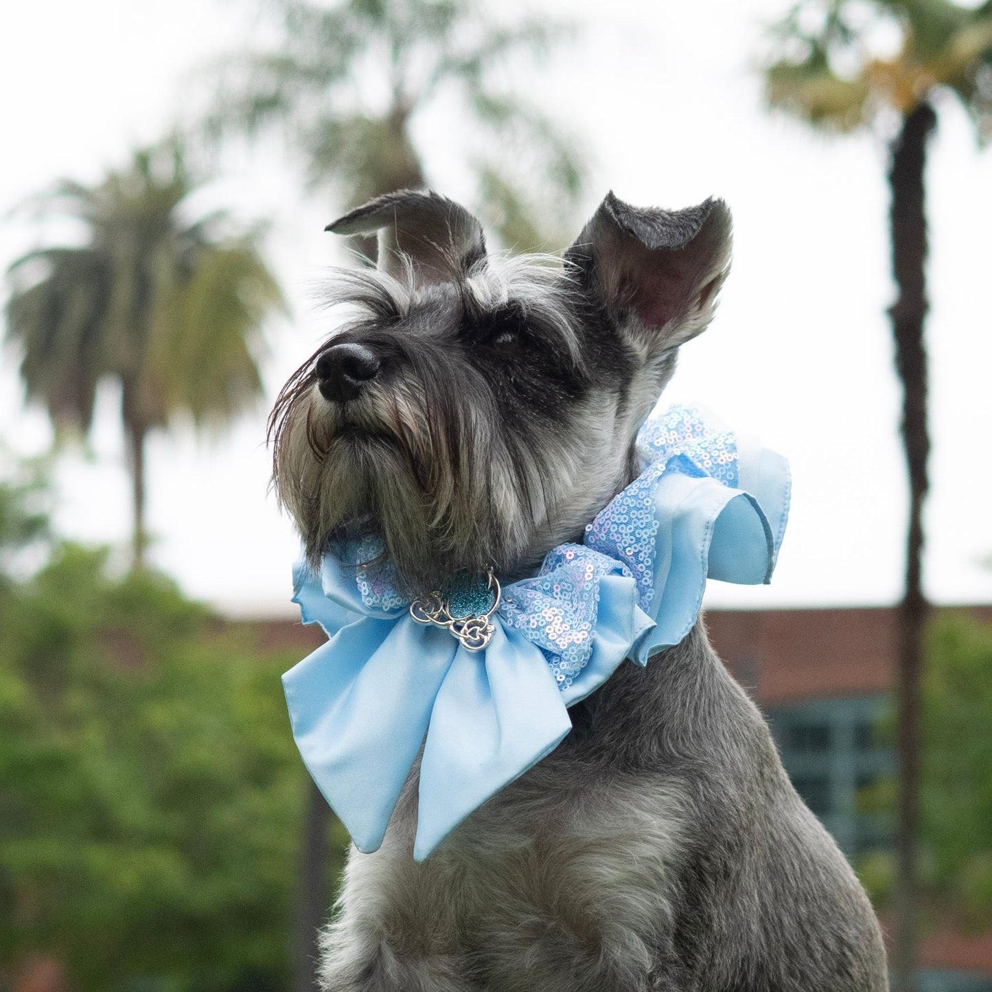 A Leading Role x Disney Cinderella Premium Pet Collar