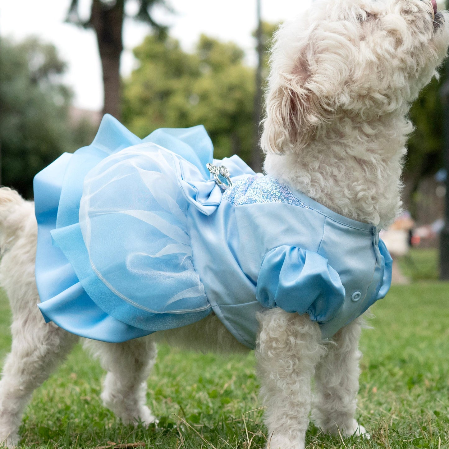 A Leading Role x Disney Cinderella Premium Pet Costume