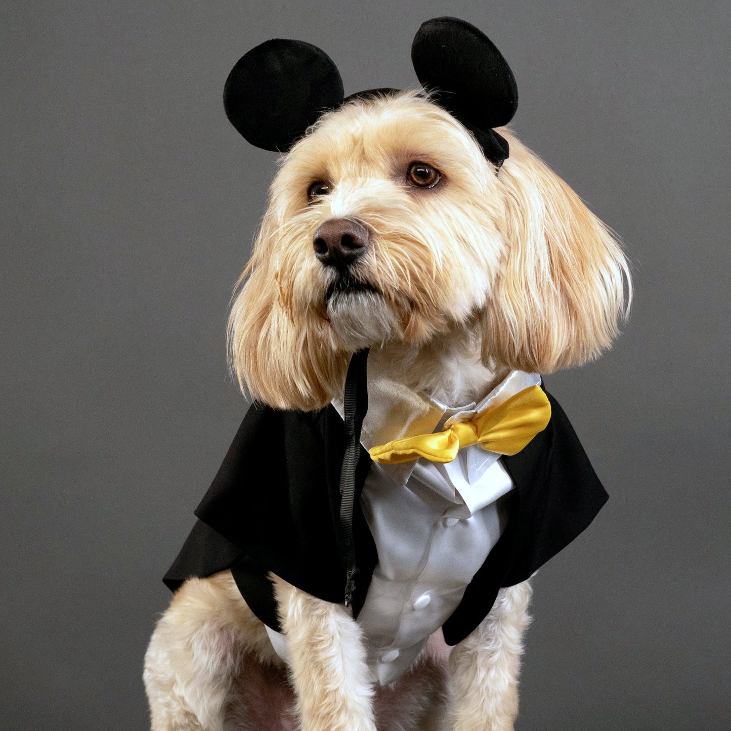 A Leading Role x Disney Mickey Mouse Premium Pet Costume