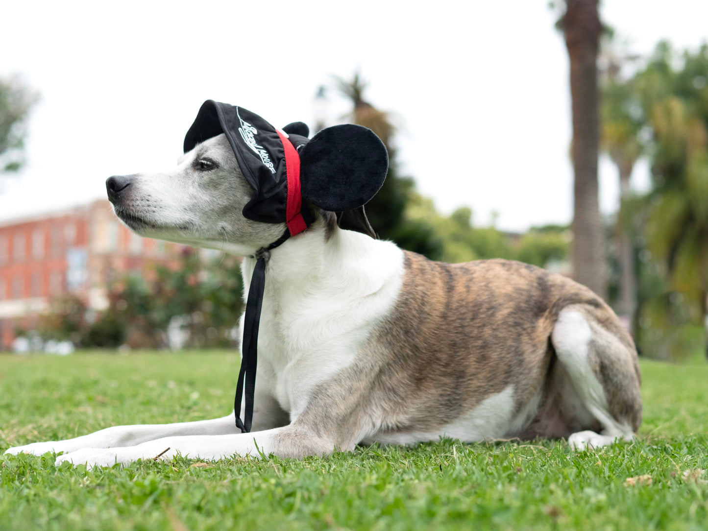 A Leading Role x Disney Mickey Mouse Premium Pet UV Hat