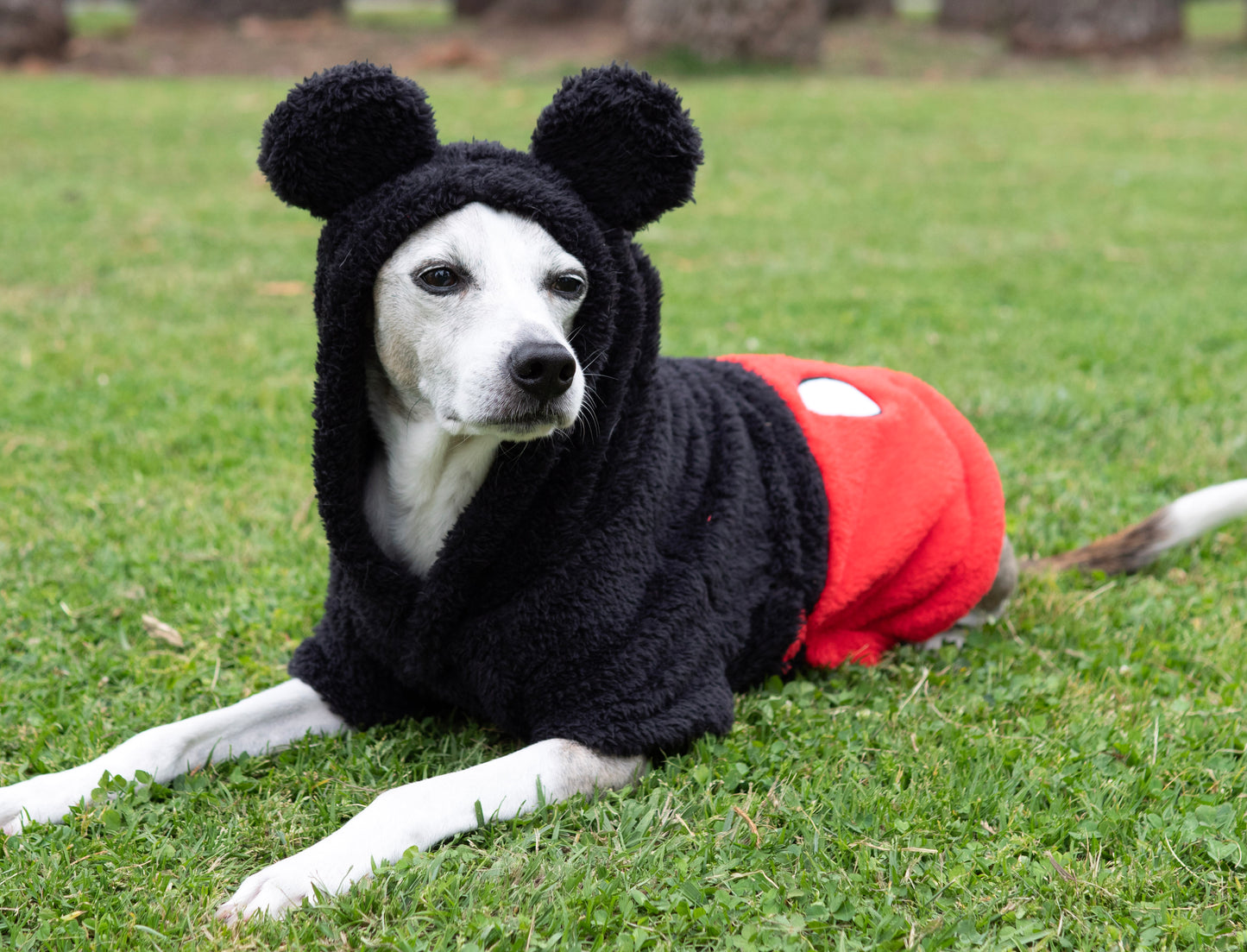 A Leading Role x Disney Mickey Mouse Premium Pet Spa Robe