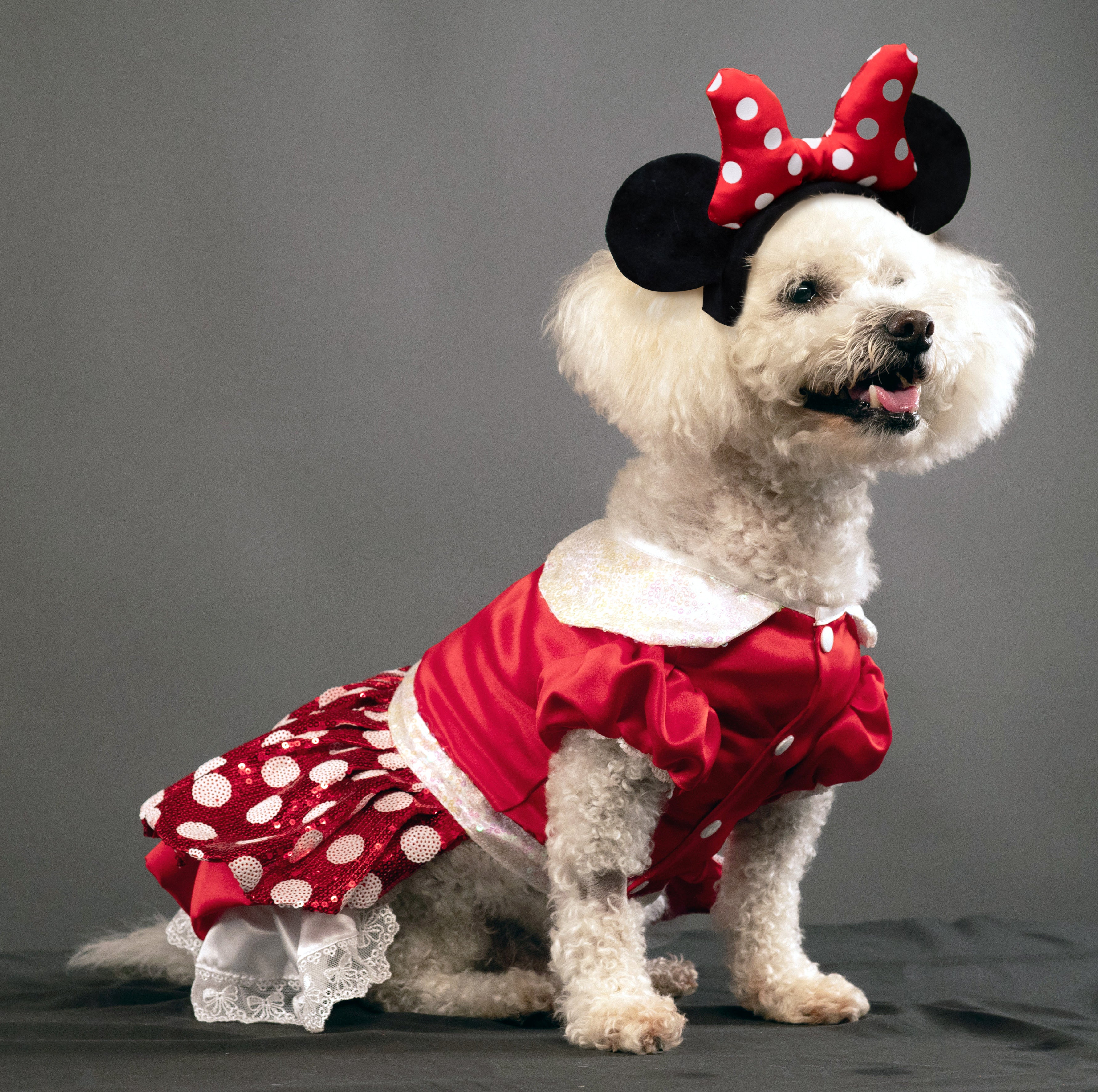 A Leading Role x Disney Minnie Mouse Premium Pet Costume