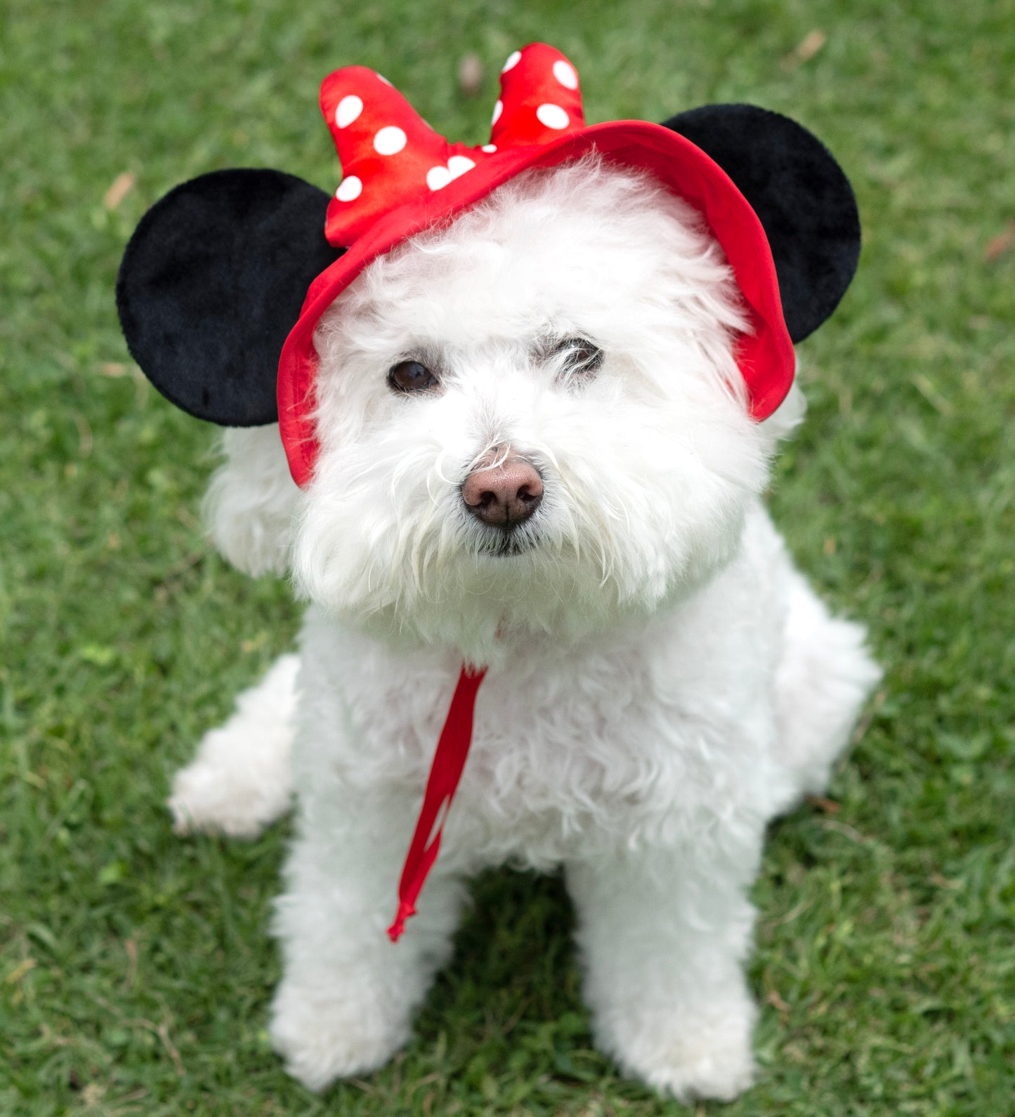 A Leading Role x Disney Minnie Mouse Premium Pet UV Hat