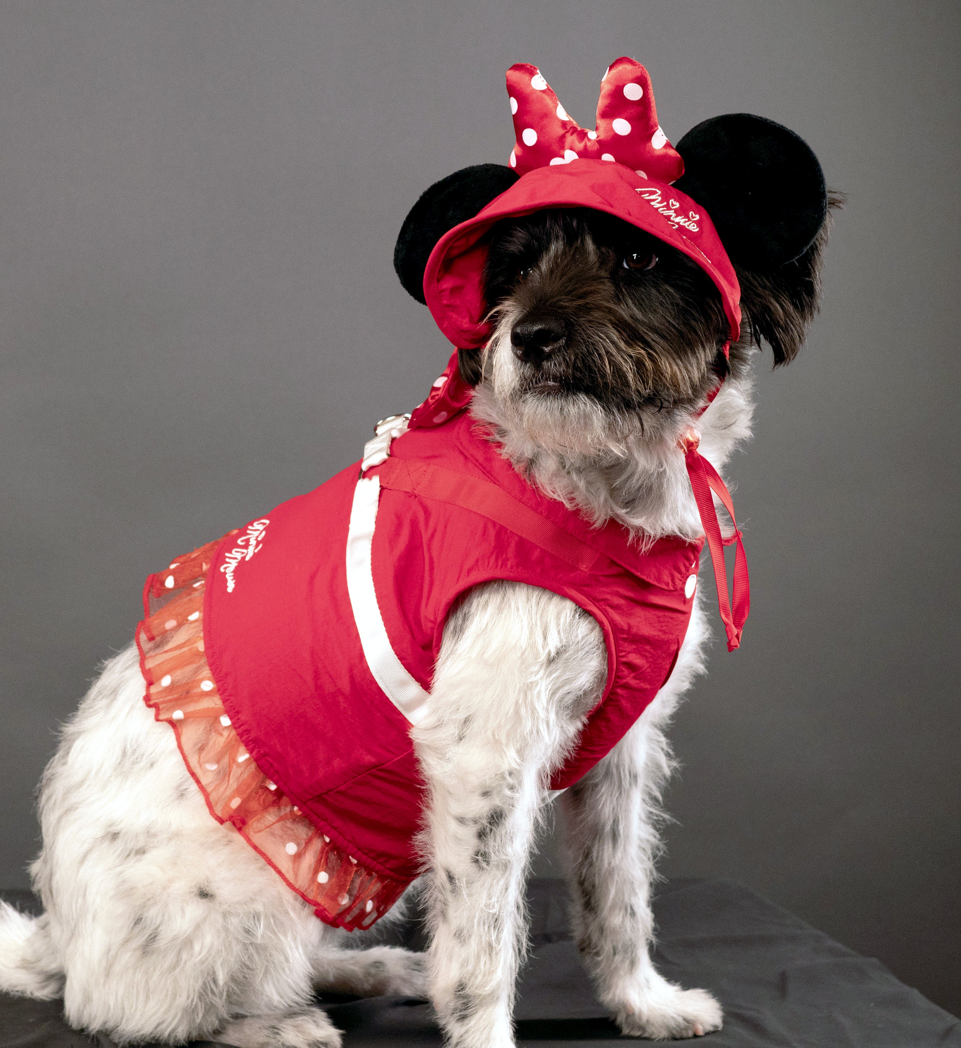 A Leading Role x Disney Minnie Mouse Premium Pet Harness