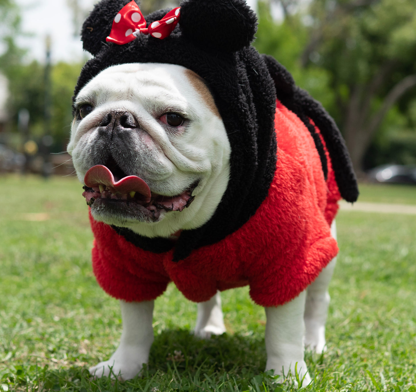 A Leading Role x Disney Minnie Mouse Premium Pet Spa Robe