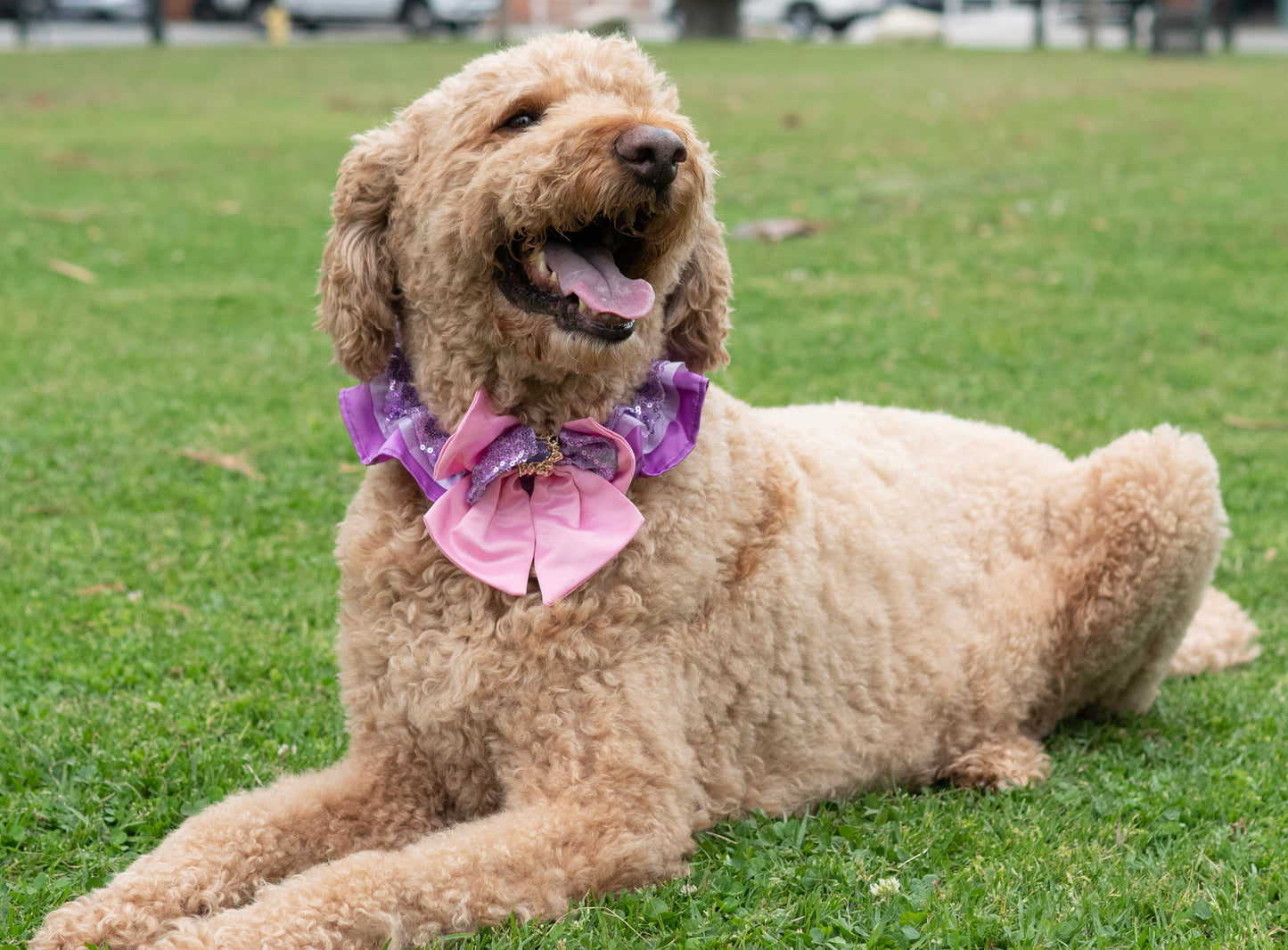 A Leading Role x Disney Rapunzel Premium Pet Collar